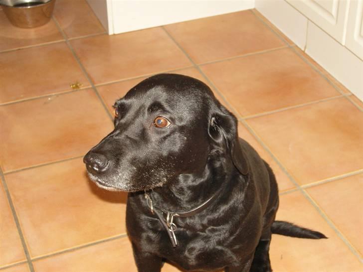 Labrador retriever Zenta - hej igen igen billede 8