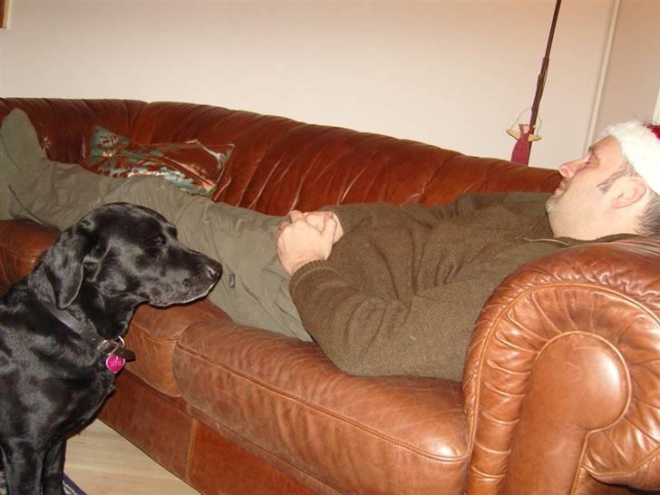 Labrador retriever Zenta - jeg er også træt.....zzzzzzzz billede 9