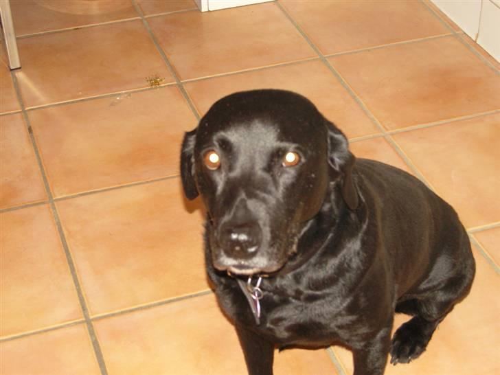 Labrador retriever Zenta - er jeg en god model billede 10