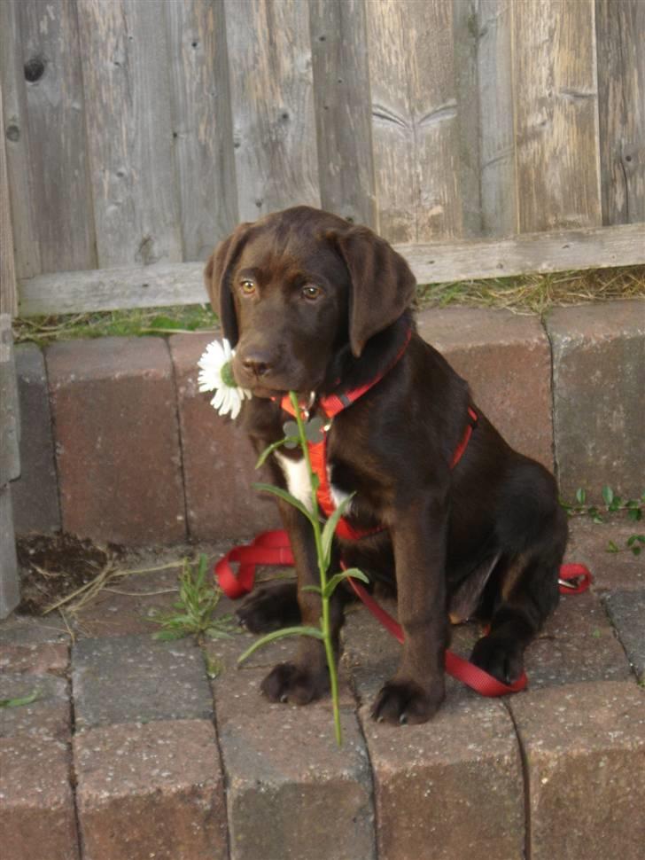 Labrador retriever Freja - Freja sidder model - knap 14 uger gammel billede 11