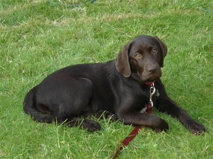 Labrador retriever Freja - Freja i det grønne - 14 uger gammel billede 12