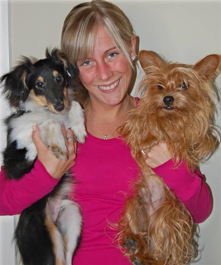 Shetland sheepdog Lucca billede 20