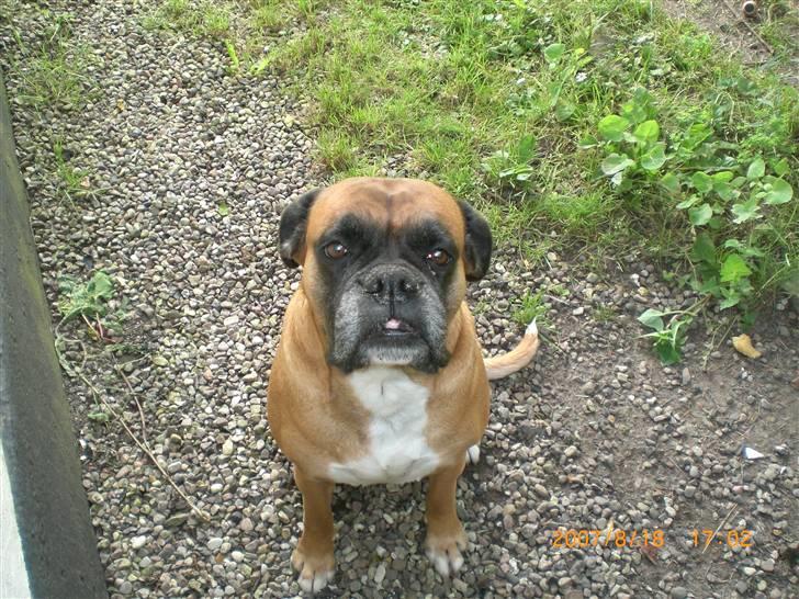 Boxer G'ambo's Kallah**R.I.P** 2011 billede 1