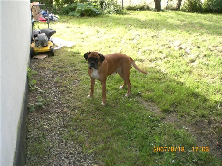 Boxer G'ambo's Kallah**R.I.P** 2011 billede 2