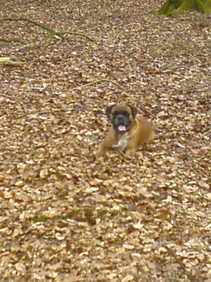 Boxer G'ambo's Kallah**R.I.P** 2011 billede 3