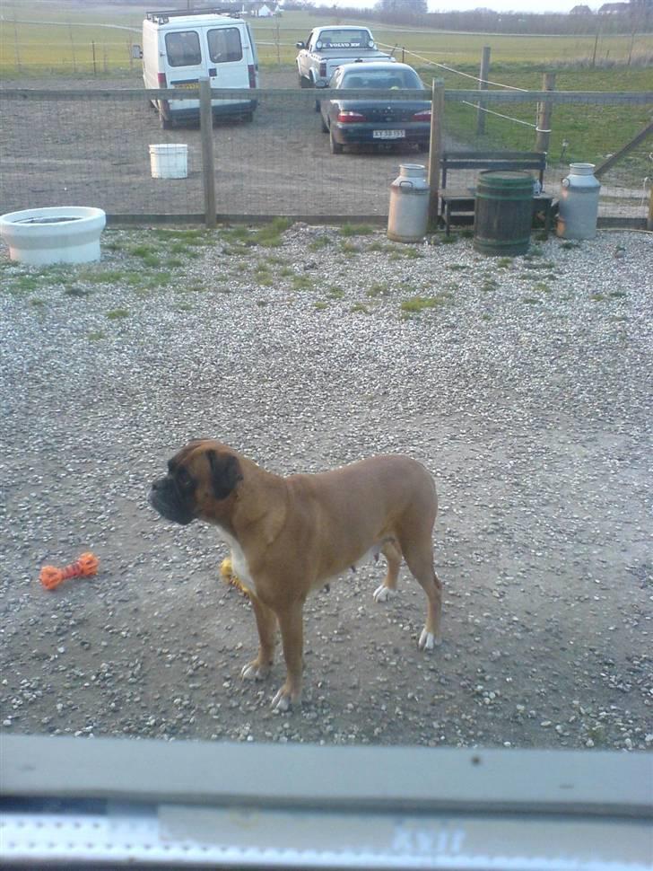 Boxer G'ambo's Kallah**R.I.P** 2011 billede 4