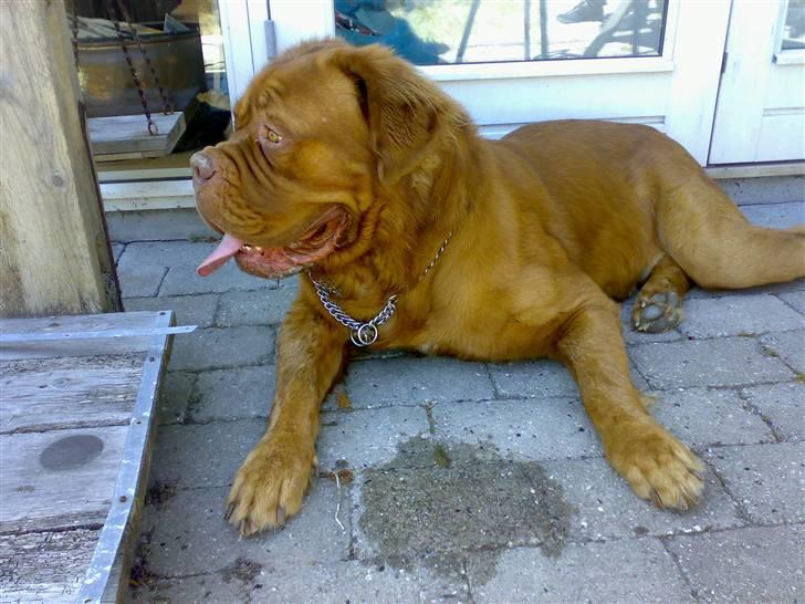 Dogue de bordeaux Tyzon - sommeren 2008 billede 1