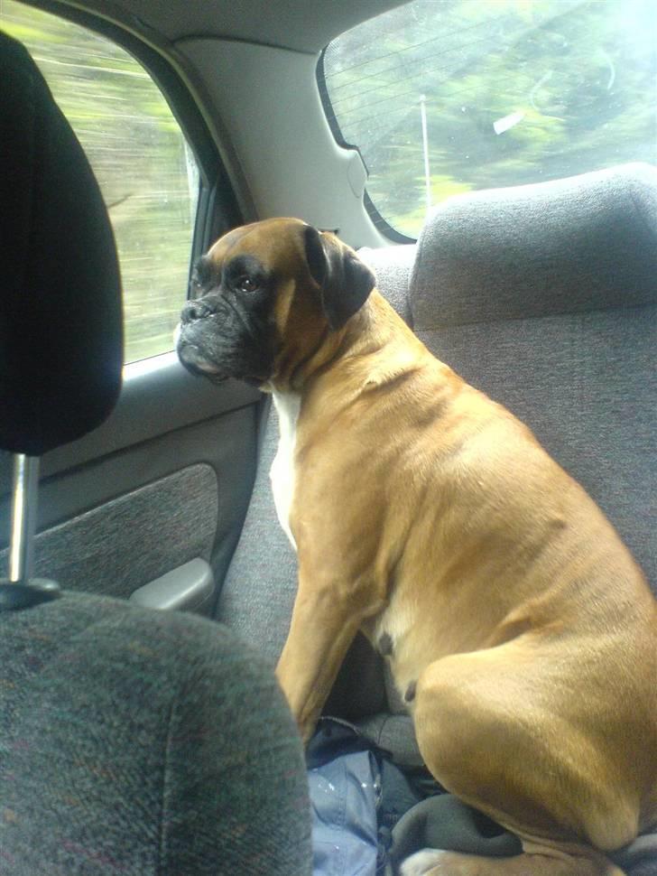 Boxer G'ambo's Kallah**R.I.P** 2011 billede 5