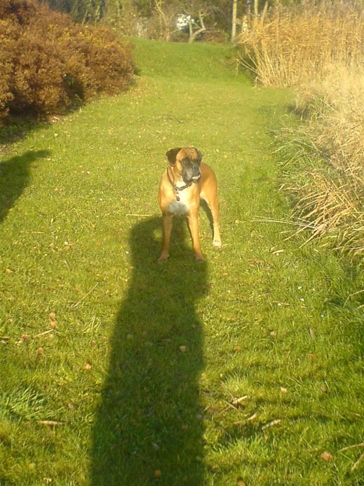 Boxer G'ambo's Kallah**R.I.P** 2011 billede 6