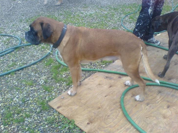 Boxer G'ambo's Kallah**R.I.P** 2011 billede 7