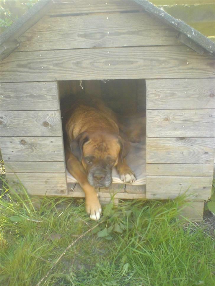 Boxer G'ambo's Kallah**R.I.P** 2011 billede 8