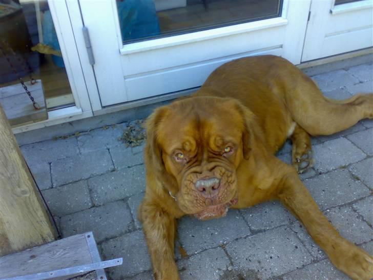 Dogue de bordeaux Tyzon - "lad mig nu være, ikk flere fotos" billede 2
