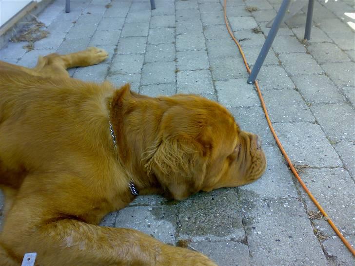 Dogue de bordeaux Tyzon - "dejligt med en slapper" billede 3