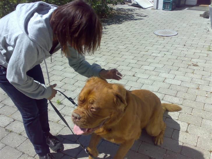 Dogue de bordeaux Tyzon - Mor`s dreng ;-) billede 4