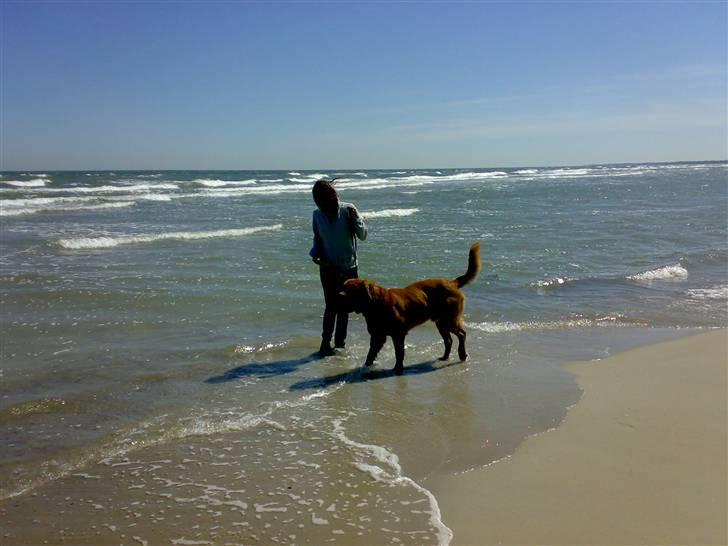 Dogue de bordeaux Tyzon - vores første tur til stranden billede 5