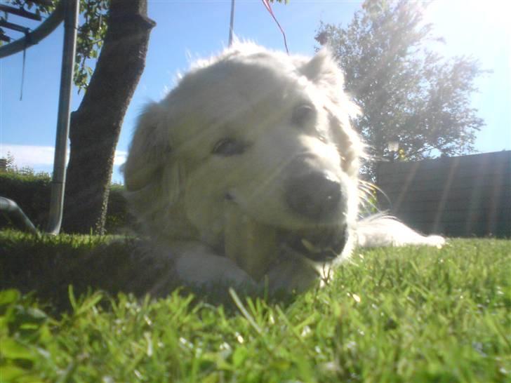 Blanding af racer Micky - Det perfekte billed af den perfekte hund!<3 billede 1