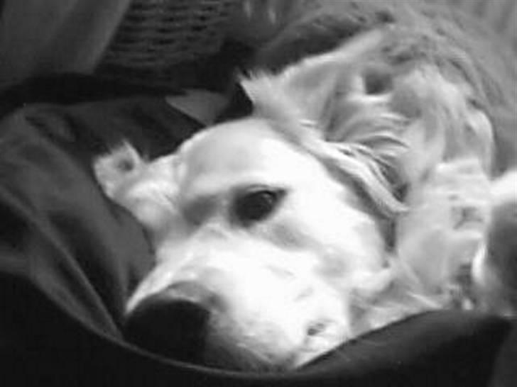 Blanding af racer Micky - Micky, du er verdens bedste hund efter min mening - jeg elsker dig!<3 billede 2