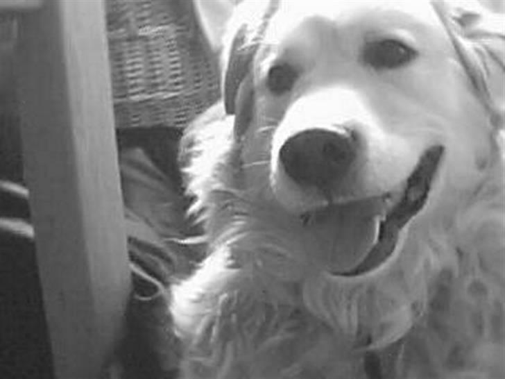 Blanding af racer Micky - Micky, du er verdens bedste hund efter min mening - jeg elsker dig!<3 billede 3