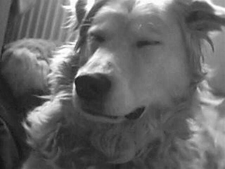 Blanding af racer Micky - Micky, du er verdens bedste hund efter min mening - jeg elsker dig!<3 billede 4