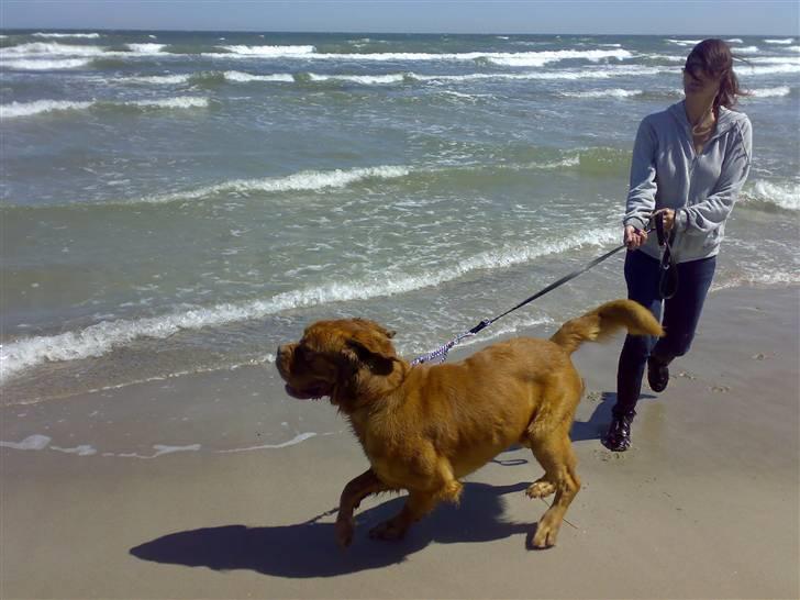 Dogue de bordeaux Tyzon - Tyzon var bare så glad... billede 6