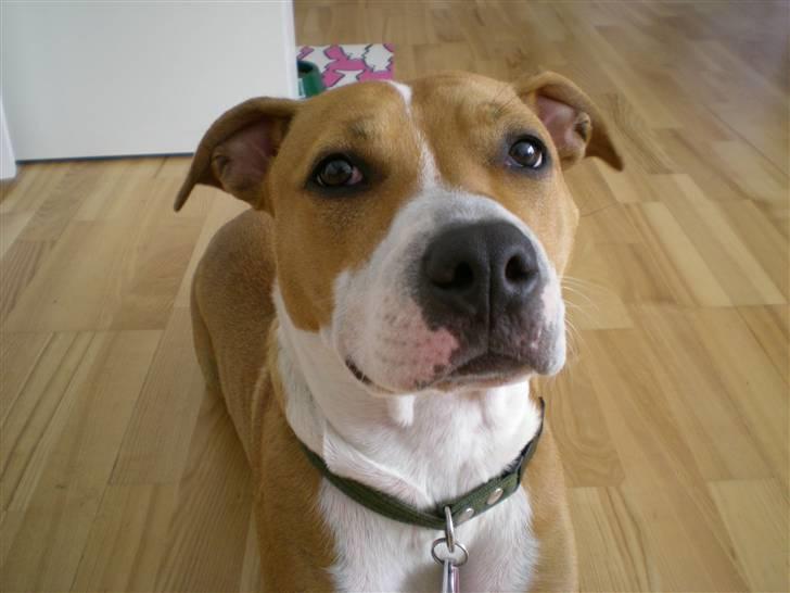 Amerikansk staffordshire terrier Molly billede 20