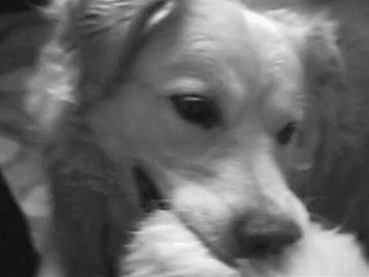 Blanding af racer Micky - Micky, du er verdens bedste hund efter min mening - jeg elsker dig!<3 billede 5