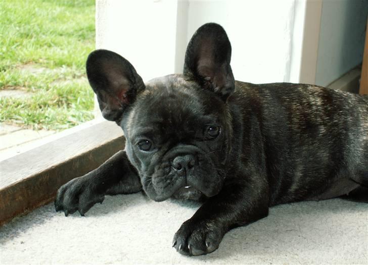 Fransk bulldog BlanceNoir'sEllieElegante - Ellie 13 ½ uge - Foto: Winnie Kongsnæs (oploadet d. 23/8-08) billede 14