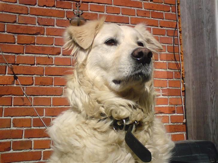 Blanding af racer Micky - KONGEHUNDEN<3 åh hvor du herlig:D!<3 billede 6