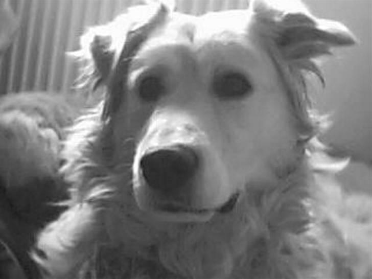 Blanding af racer Micky - Micky, du er verdens bedste hund efter min mening - jeg elsker dig!<3 billede 7