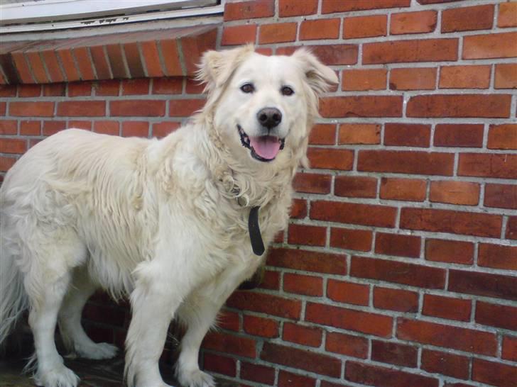 Blanding af racer Micky - Du sådan en flot hund´i: <333 Er så glad for dig bassemand<3 billede 8