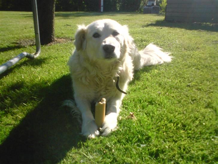 Blanding af racer Micky - Micky, du er verdens bedste hund efter min mening - jeg elsker dig!<3 billede 9