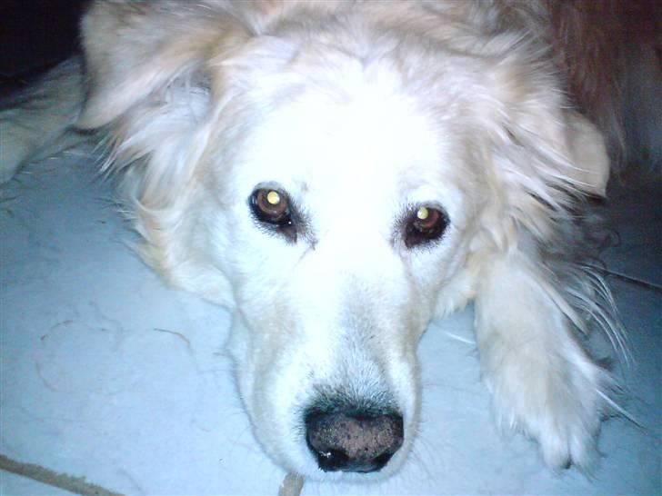 Blanding af racer Micky - Micky, du er verdens bedste hund efter min mening - jeg elsker dig!<3 billede 10