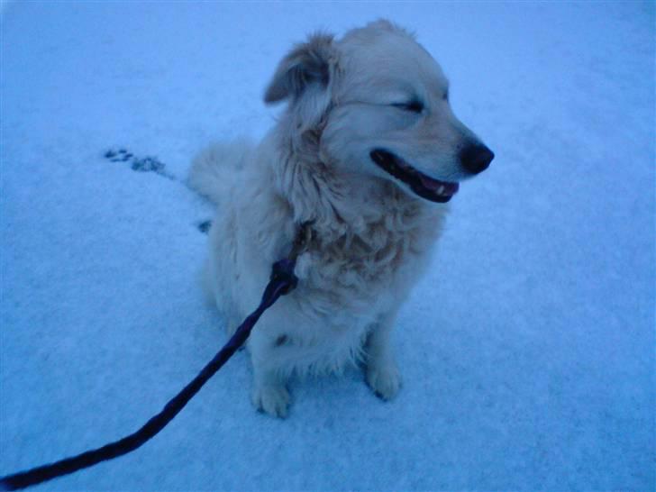 Blanding af racer Micky - Micky, du er verdens bedste hund efter min mening - jeg elsker dig!<3 billede 11