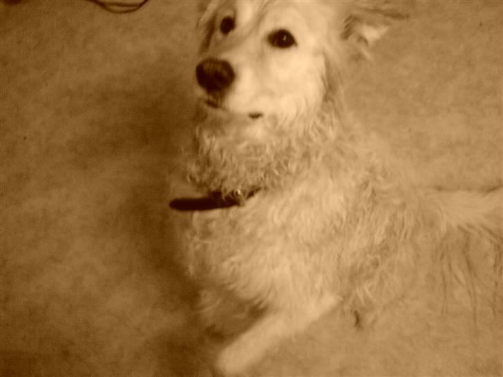 Blanding af racer Micky - Micky, du er verdens bedste hund efter min mening - jeg elsker dig!<3 billede 12