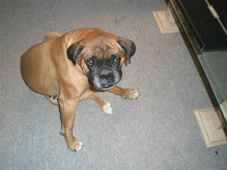 Boxer G'ambo's Kallah**R.I.P** 2011 billede 9