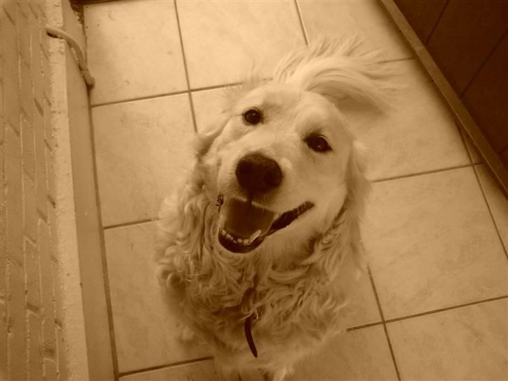 Blanding af racer Micky - Du så nuttet min hunni´i: <333333333 billede 13