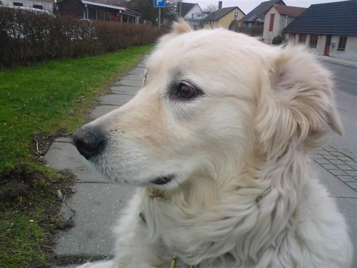 Blanding af racer Micky - Micky, du er verdens bedste hund efter min mening - jeg elsker dig!<3 billede 14