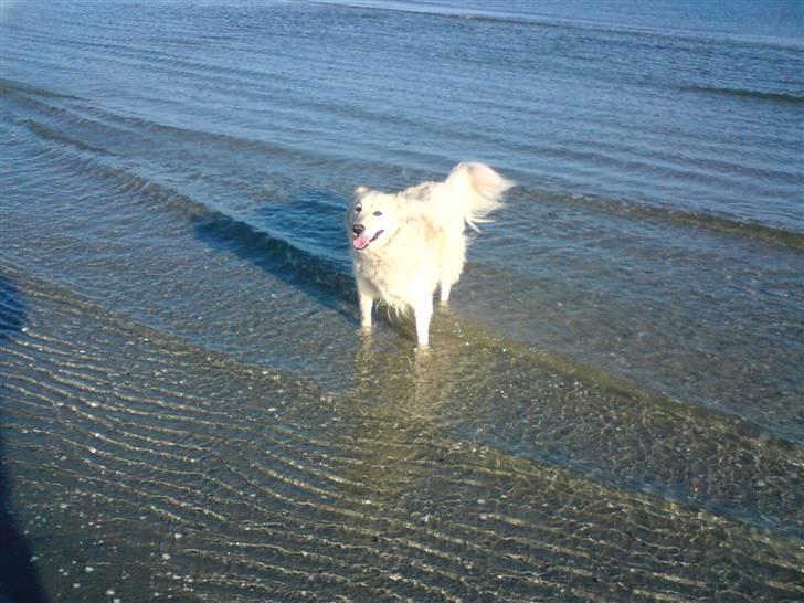 Blanding af racer Micky - Micky, du er verdens bedste hund efter min mening - jeg elsker dig!<3 billede 15