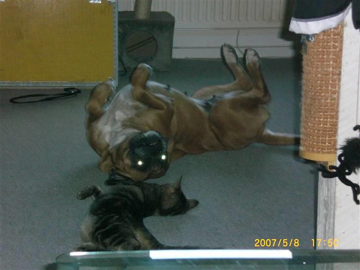 Boxer G'ambo's Kallah**R.I.P** 2011 billede 10