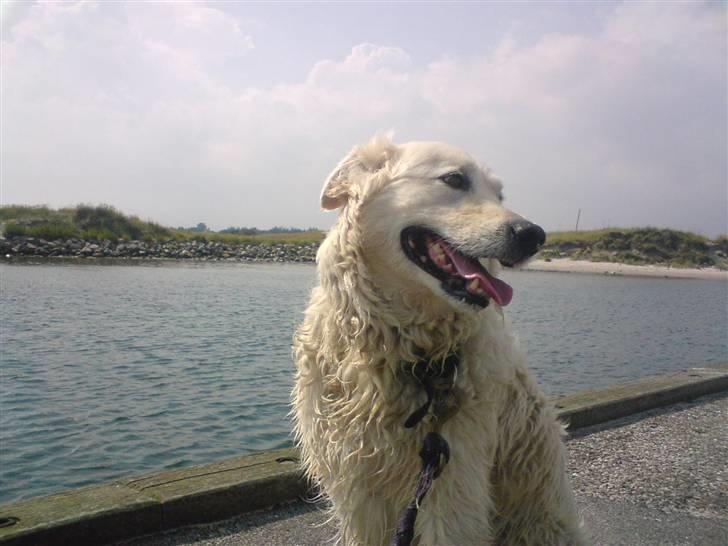 Blanding af racer Micky - Micky, du er verdens bedste hund efter min mening - jeg elsker dig!<3 billede 16