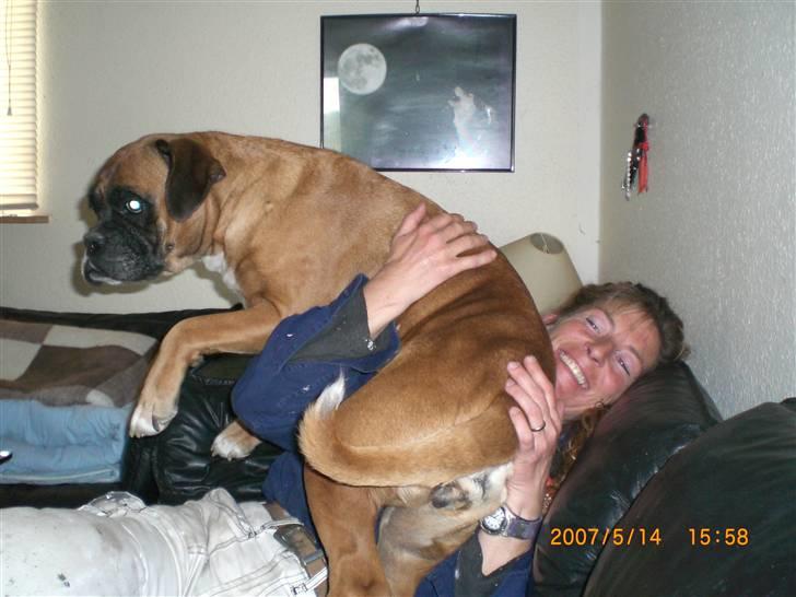 Boxer G'ambo's Kallah**R.I.P** 2011 billede 11