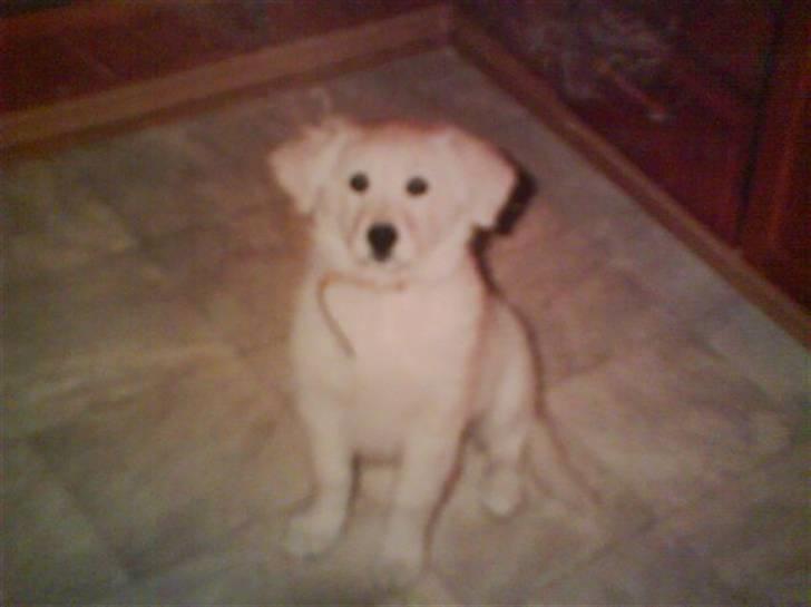 Blanding af racer Micky - Micky som hel lille<3 - Jeg ved ikke hvor gammel han er der da vi ikke havde ham på det tidspunkt men vi har fået sendt billedet til os<3. billede 17