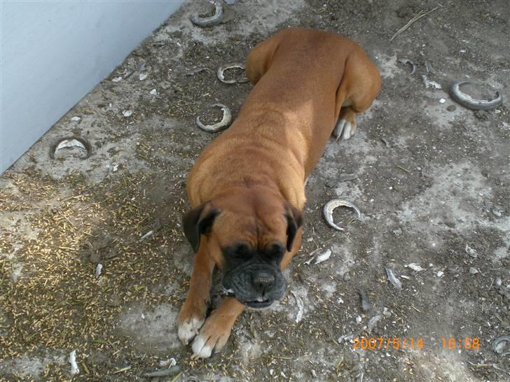 Boxer G'ambo's Kallah**R.I.P** 2011 billede 12