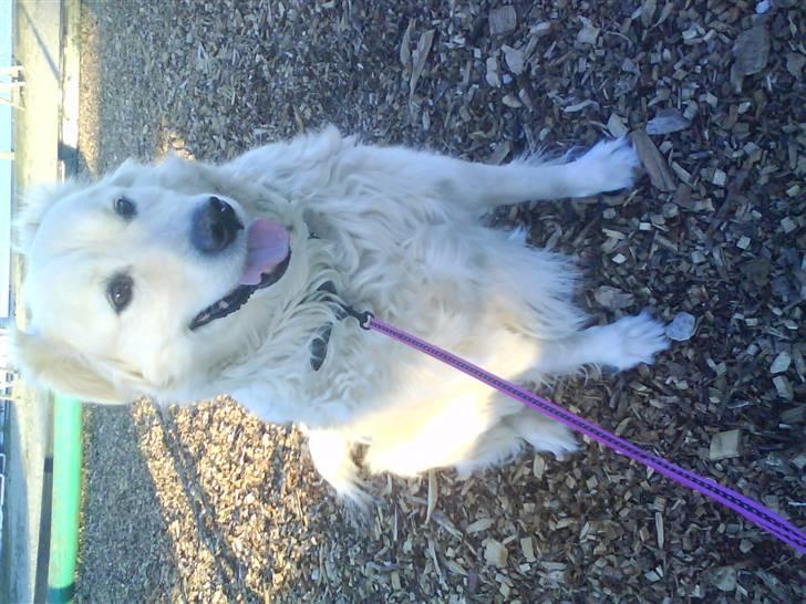 Blanding af racer Micky - Micky, du er verdens bedste hund efter min mening - jeg elsker dig!<3 billede 18