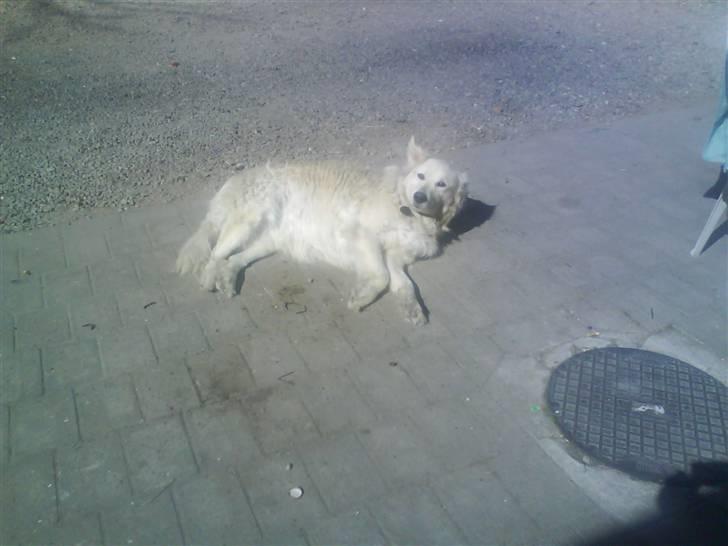 Blanding af racer Micky - Micky, du er verdens bedste hund efter min mening - jeg elsker dig!<3 billede 19