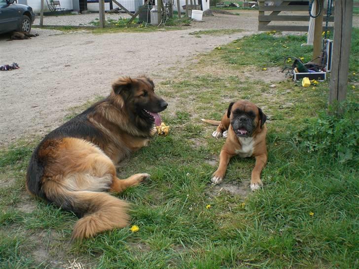 Boxer G'ambo's Kallah**R.I.P** 2011 billede 13