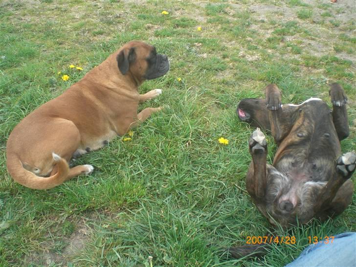 Boxer G'ambo's Kallah**R.I.P** 2011 billede 14