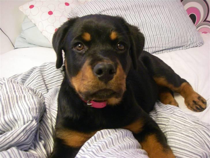 Rottweiler Abby - 14 uger billede 5