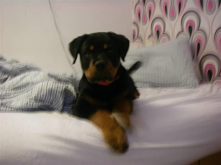 Rottweiler Abby - 14 uger billede 6