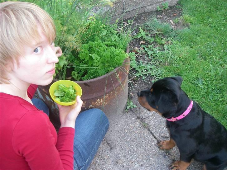 Rottweiler Abby - Urter Mmmm billede 7